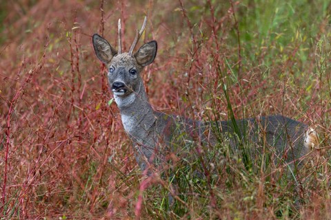 An old roebuck (Capreolus capreolus) blinded in one light (eye), disability, October, Germany