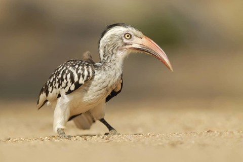 Northern Red-billed Hornbill (Tockus erythrorhynchus), Northern Cape, South Africa