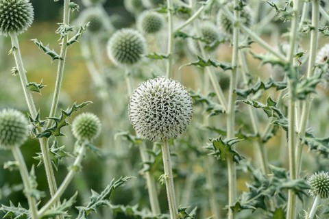 Spherical thistle (Echinops sphaerocephalus), Sarastro Stauden, Federal Republic of Germany