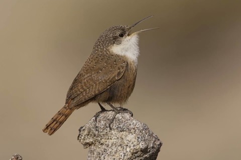 Canyon Wren (Catherpes mexicanus) male singing, California, USA