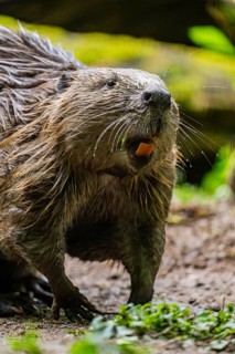 Eurasian beaver (Castor fiber) on the ground in the evening, Bavaria, Germany