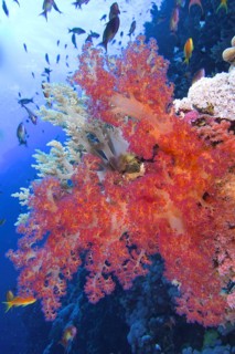 Hemprich's Tree Coral (Dendronephthya hemprichi)