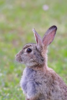 Wild rabbit (Oryctolagus cuniculus), sitting in a meadow, fully grown, alert, animal portrait,