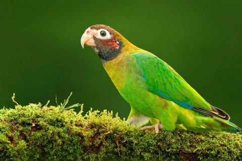 Brown-hooded Parrot, Pionopsitta haematotis, portrait light green parrot with brown head. Detail