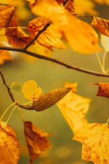 Close-up image of vivid yellow maple leaves, capturing the essence of autumn with soft bokeh and