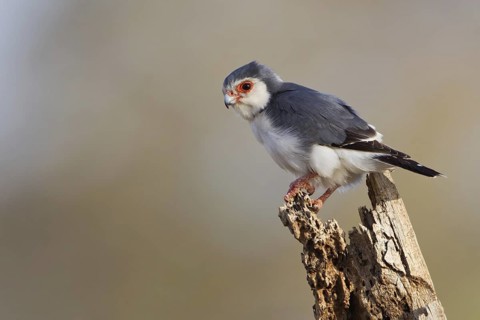 Pygmy Falcon (Polihierax semitorquatus) male, Samburu, Kenya