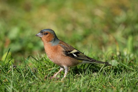Chaffinch (Fringilla coelebs) male on green grass, natural and spring-like atmosphere,