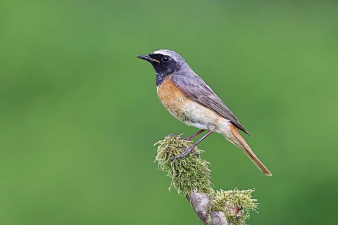 Redstart (Phoenicurus phoenicurus), male on a mossy branch, songbird, wildlife, Siegerland, North