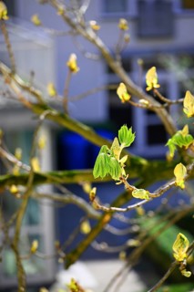 Young shoots of a chestnut, common horse chestnut, white horse chestnut, common horse chestnut