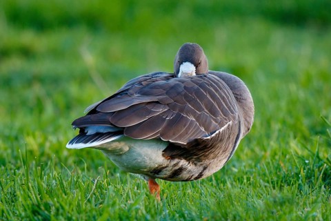 Greater White-fronted Goose (Anser albifrons) resting, North Rhine-Westphalia, Germany