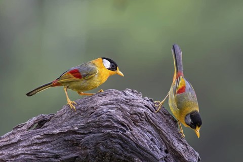 Silver-eared Mesia (Leiothrix argentauris) pair, Selangor, Malaysia