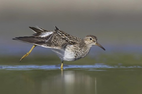 Pectoral Sandpiper (Calidris melanotos) juvenile, Michigan, USA