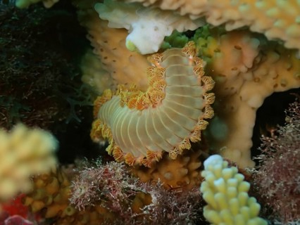 Orange fireworm (Eurythoe complanata)
