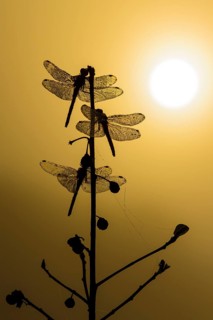 Black Darter (Sympetrum danae) dragonflies silhouette in sunset, Lower Saxony, Germany