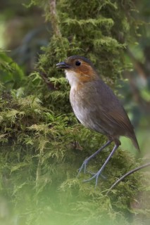 Rufous-faced Antpitta (Grallaria erythrotis) perched on a branch in Bolivia, South America