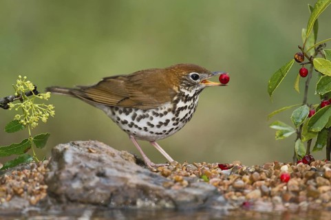 Wood Thrush (Hylocichla mustelina) feeding on red berries, perched on the ground, Texas, USA