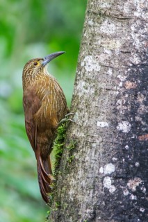 Strong-billed Woodcreeper (Xiphocolaptes promeropirhynchus) perched on a branch in Ecuador, South