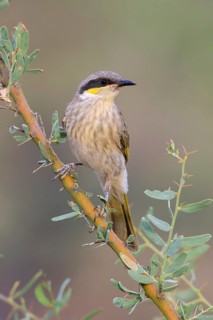 Singing Honeyeater (Gavicalis virescens), New South Wales, Australia