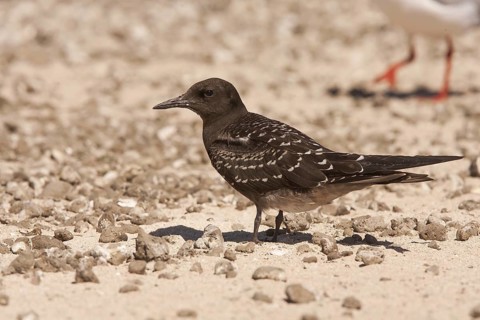 Sooty Tern (Onychoprion fuscatus), Queensland, Australia