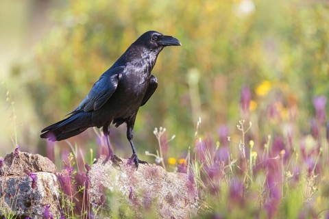 Raven, Common Raven, Raven, (Corvus cor), Grand Corbeau, Hides De Calera / Valley Hide, Calera Y