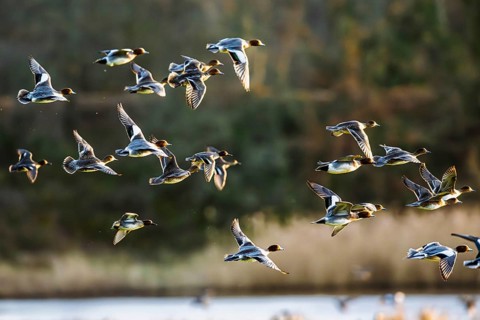 Eurasian Wigeon, Mareca penelope, birds in flight over marshes in Devon, England, United Kingdom