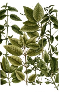 Botany, plants, Bingel herb, Mercularis, a. montana, b. spicata, c. sylvatica, d. spicata