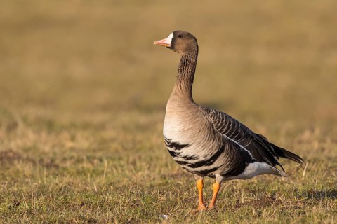 Greater White-fronted Goose (Anser albifrons), North Rhine-Westphalia, Germany