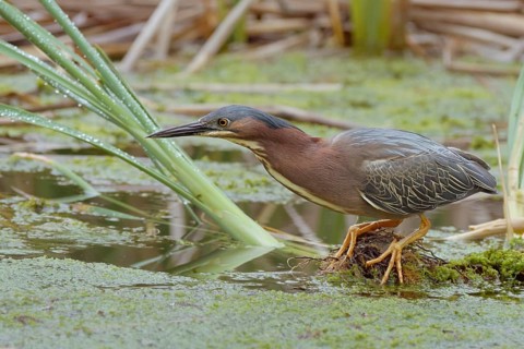 Green Heron (Butorides virescens), Yolo County California