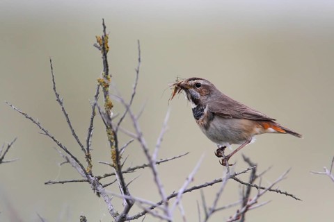 Bluethroat (Luscinia svecica cyanecula) female with food in its beak, Texel, Netherlands