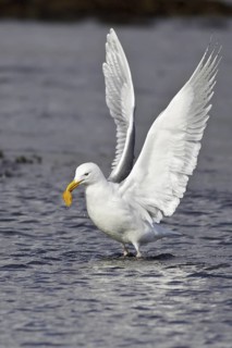 Glaucous-winged Gull (Larus glaucescens)