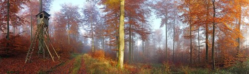 Autumnal beech forest in the morning with hunting hide, Solms, Lahn-Dill district, Hesse, Germany