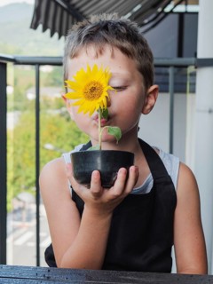 Young Caucasian boy is holding a potted sunflower plant up to his nose on a balcony, enjoying its