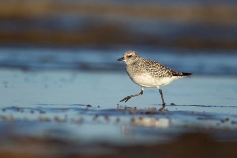 Grey plover (Pluvialis squatarola) adult wading bird in winter plumage walking on a shoreline of a