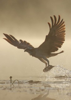 Western Osprey (Pandion haliaetus) hunting, with fish prey in its claws, Poland