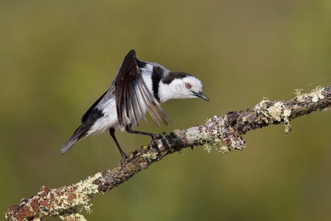 White-fronted Chat (Epthianura albifrons) male, Victoria, Australia
