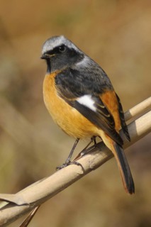Daurian Redstart (Phoenicurus auroreus) male, Poyang Lake, China