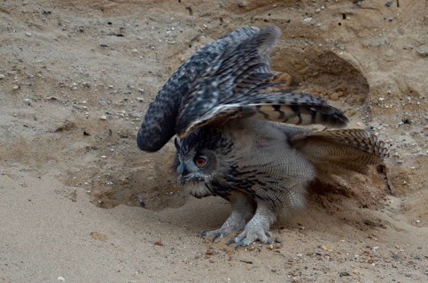 Eurasian Eagle-Owl (Bubo bubo) juvenile, North Rhine-Westphalia, Germany