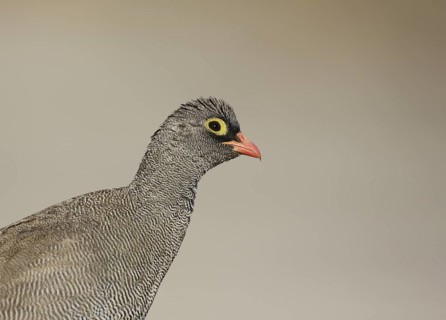 Red-billed Spurfowl (Pternistis adspersus), Chobe, Botswana