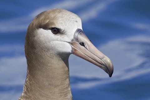 Black-footed Albatross (Phoebastria nigripes), Washington, USA