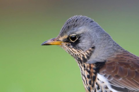 Fieldfare (Turdus pilaris), Schleswig-Holstein, Germany