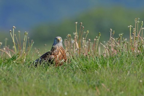 Rotmilan, lat. Milvus milvus, Altvogel steht in einer Wiese