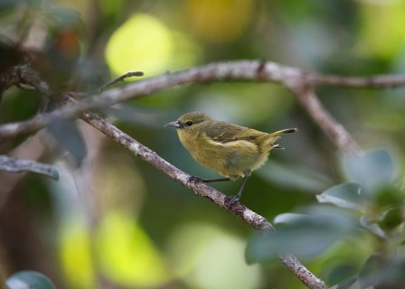 Hawaii Amakihi, Hemignathus virens virens, Hawaiian Honeycreeper