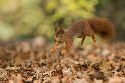 Eurasian Red Squirrel (Sciurus vulgaris) jumping, Netherlands