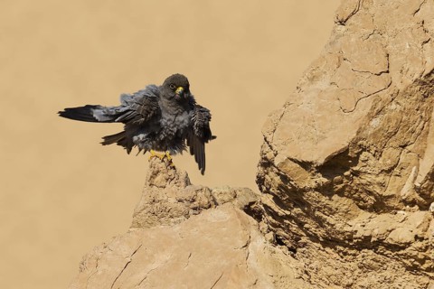 Sooty Falcon (Falco concolor), Eilat, Israel
