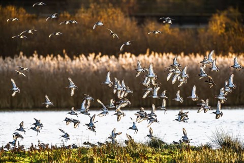 Black-tailed Godwits, Limosa limosa, birds in flight over marshes