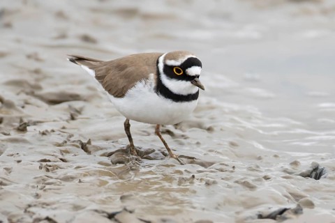 Little ringed plover (Charadrius dubius) adult wading bird on a mudflat, England, United Kingdom