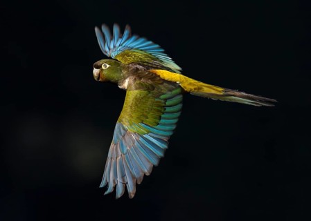 Burrowing Parrot (Cyanoliseus patagonus) flying, Maule, Chile