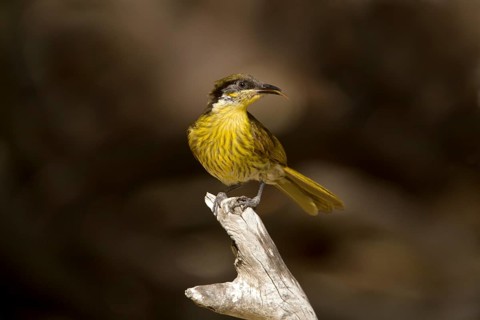 Varied Honeyeater (Gavicalis versicolor), Queensland, Australia