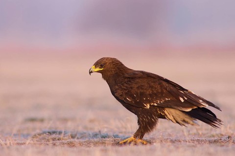 Greater Spotted Eagle (Clanga clanga) juvenile, Subotica, Serbia