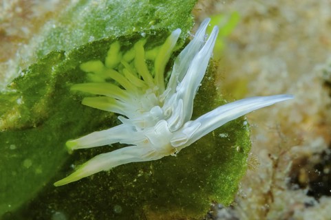 Underwater photo close-up of alabaster nudibranch (Dirona albolineata) white-line nudibranch,